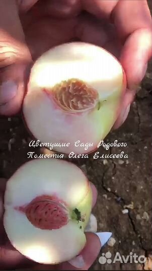 Саженцы Персика Фиделия