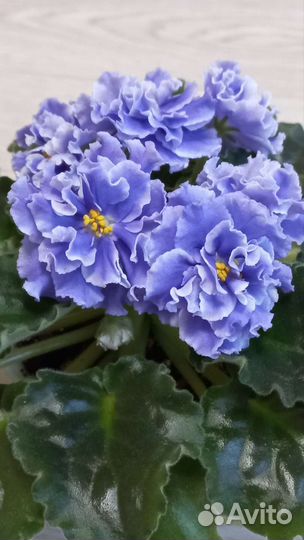 Сортовые фиалки