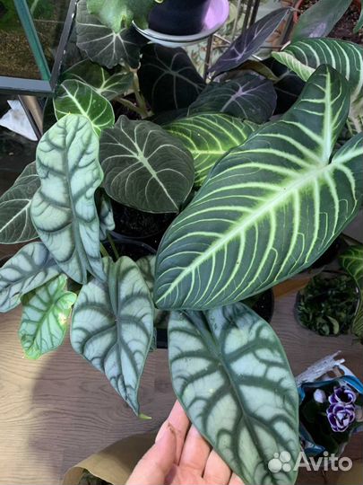 Растения в ассортименте для дома и офиса