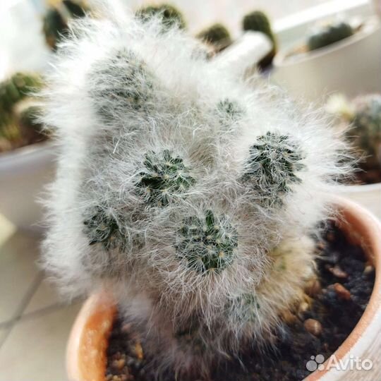 Кактус Mammillaria bocasana