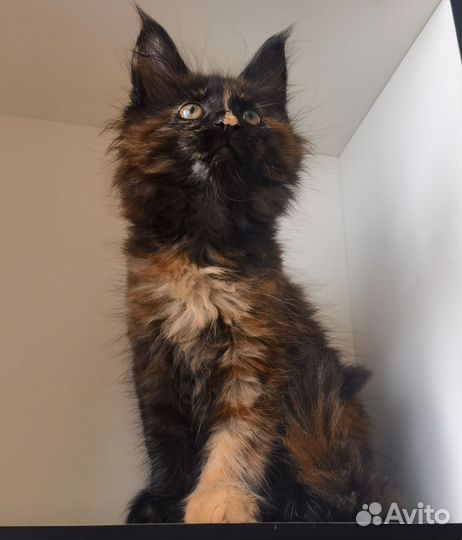 Котята мейн-кун