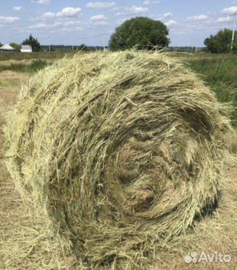 Сено в тюках