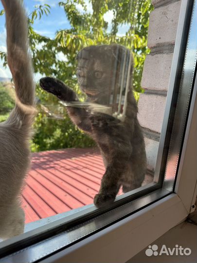 Кошечка в добрые руки