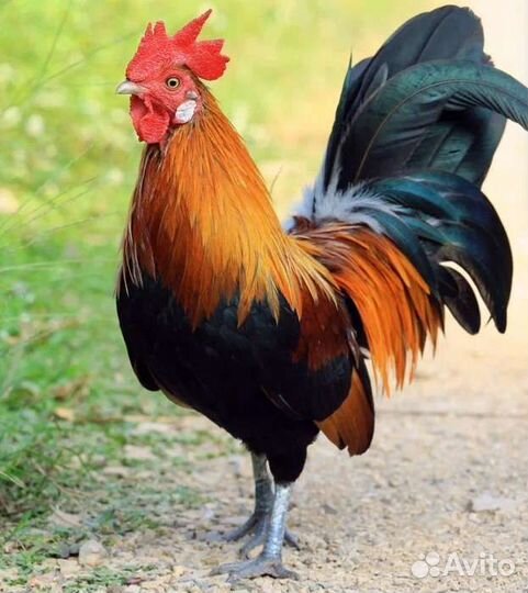 Петух красавчик