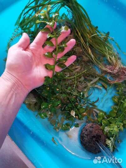 Растения, грунт