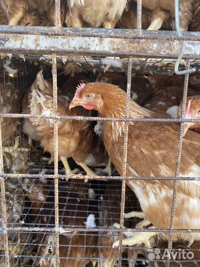 Куры молодки несушки продажа оптом