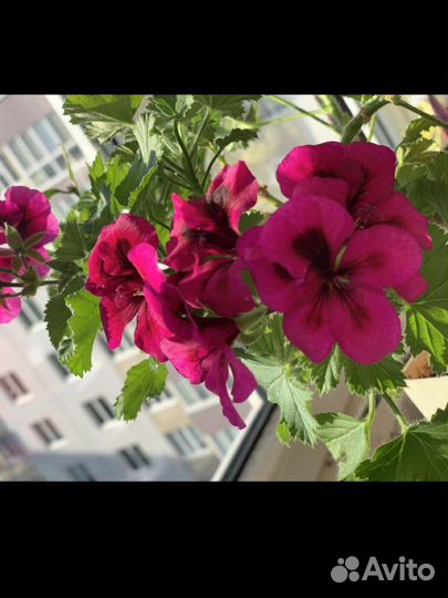 Пеларгония зональная,королевская,плющелистная