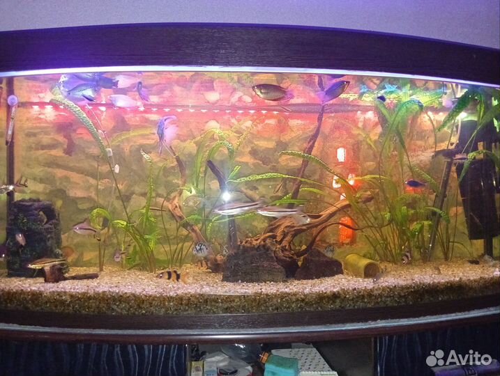 Аквариум Панорамный с тумбой