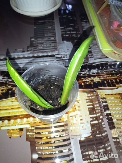 Хойя manua loa,хойя белла