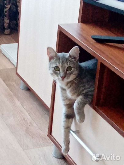 Милый Котик Тим 2года