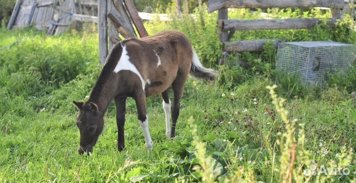 Жеребята и лошади