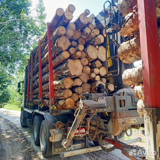 Баланс березовый