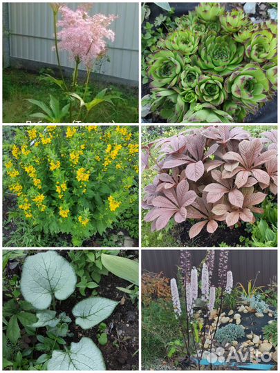 Декоративные кустарники