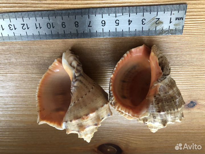Ракушки Рапана 6 см