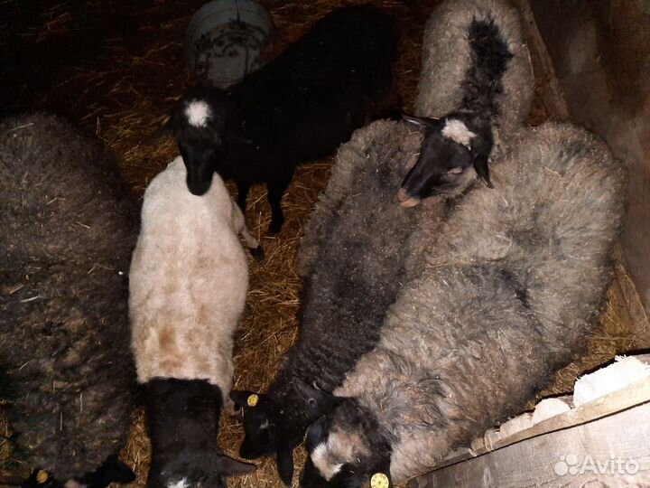 Барашек дорпер (до 90%)