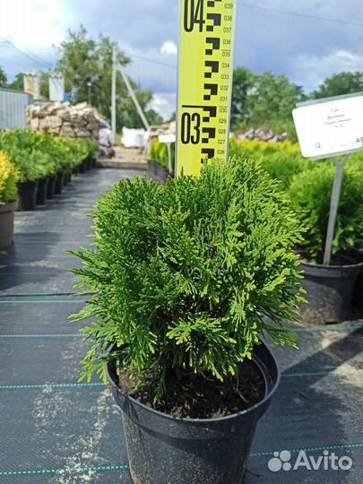 Туя Даника С3 20-25 см