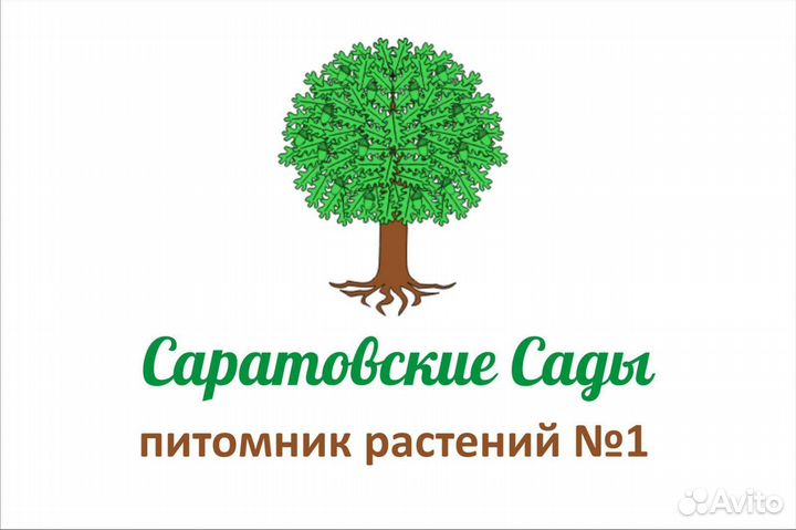 Саженцы растений от питомника 