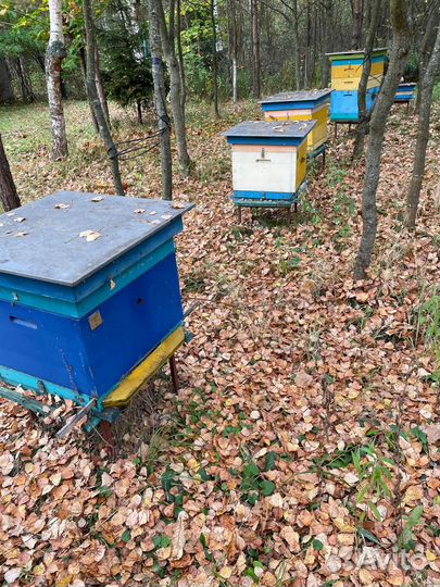 Продажа пасеки