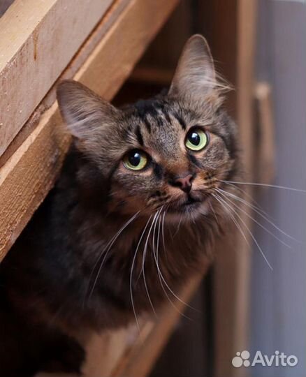 Асенька очень хочет стать любимой и домашней