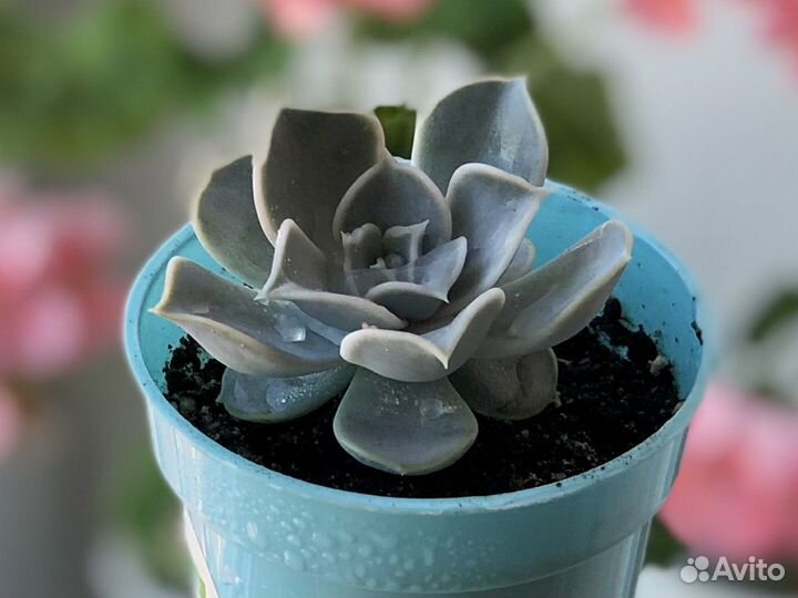 Эчеверия, каменная роза (суккулен