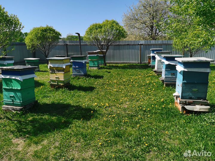 Пчёлы, улья, пасека