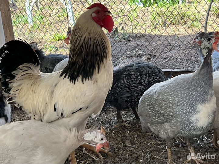 Птица (петух + курица) порода Первомайская