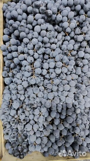 Виноград на вино