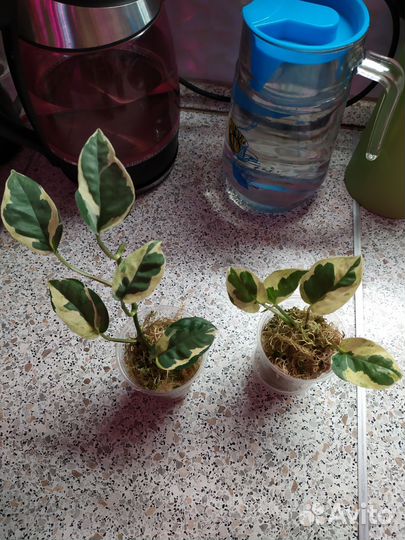 Сциндапсусы разные сорта