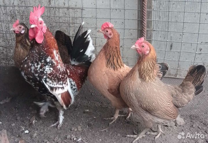 Куры петухи