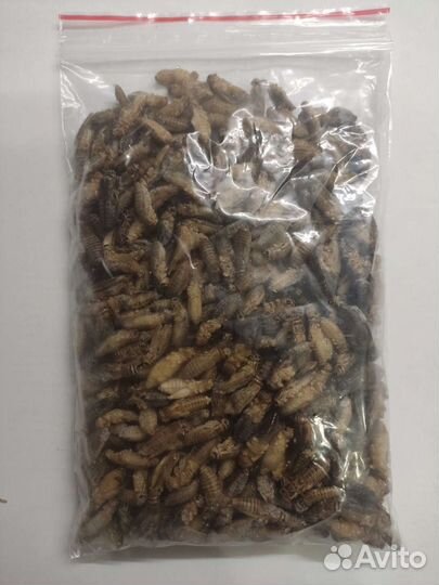 Сверчки банановые предымаго 100 гр заморозка
