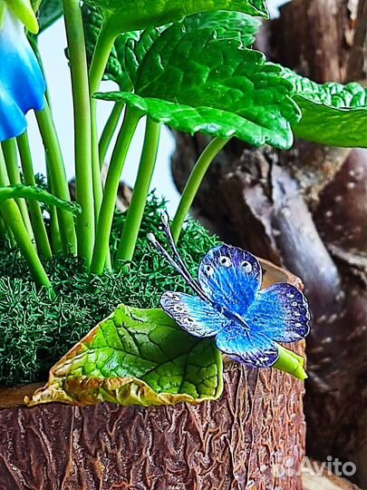 Лесные фиалки