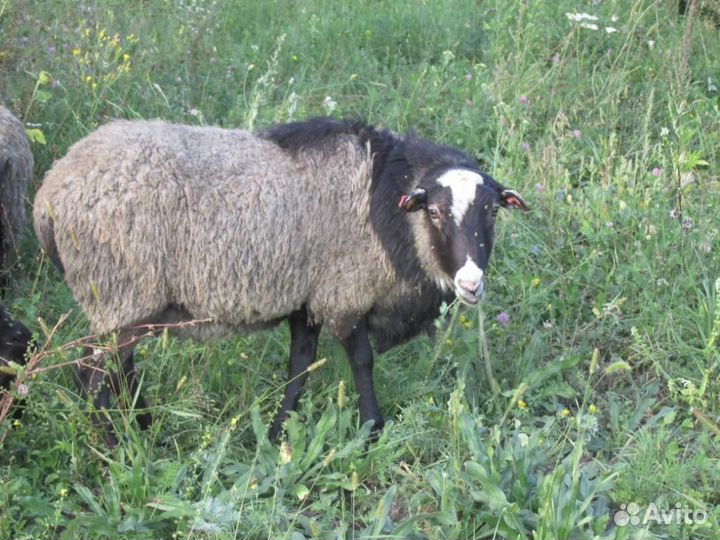 Продам романовских баранов на племя