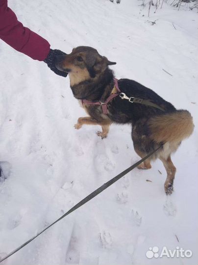 Собаки из приюта бесплатно