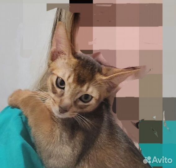 Котята Абиссинская