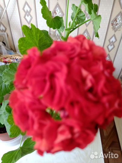 Пеларгония герань