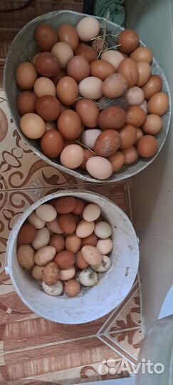 Домашние куриные вкусные яйц