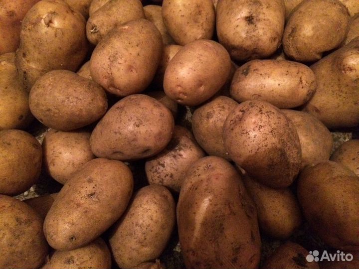 Продам картофель в сетках