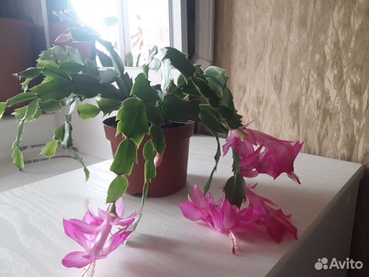 Декабрист, шлюмбергера