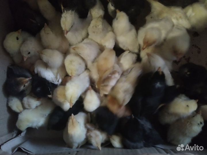 Цыплята