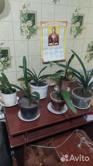 Цветы Кливия