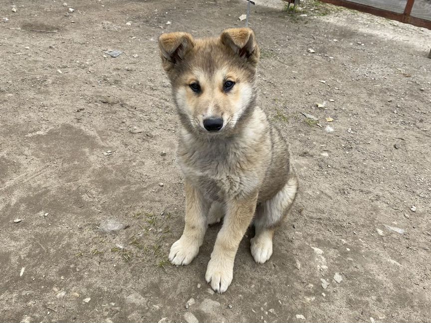 Щенок в добрые руки бесплатно