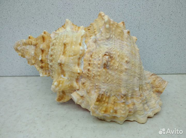 Бурса Лиссостома 15,6