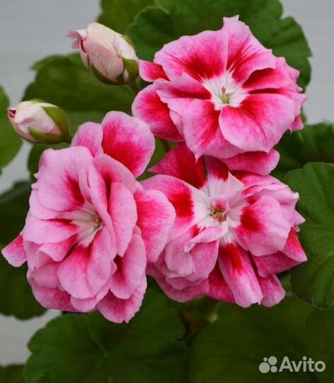 Срртовые пеларгонии (герань)