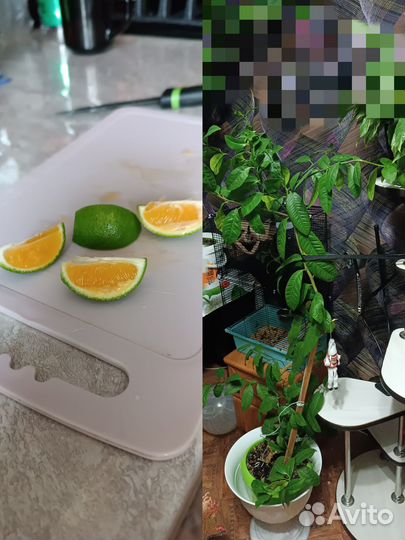 Продам мандариновое дерево