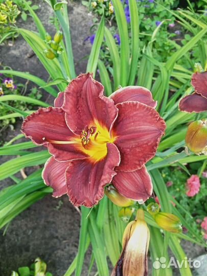 Лилейник бордовый