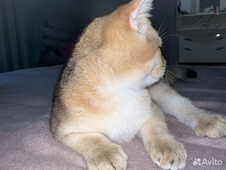 Шотланский котенок