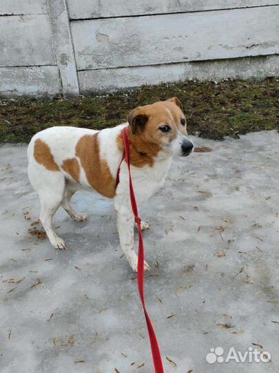 Собачка Коровка ждёт семью в приюте