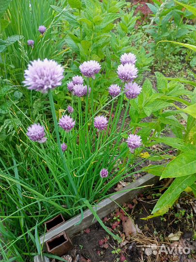 Цветы для дачи