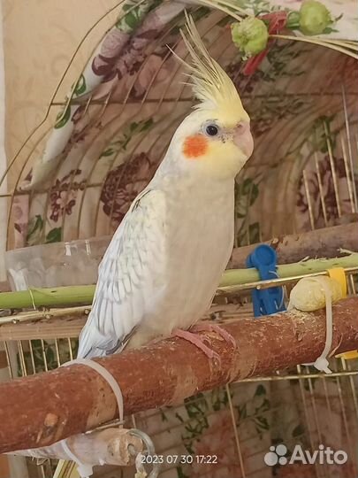 Попугай корелла птенец, есть мальчики и девочки