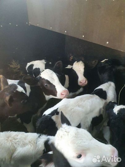 Телята бычки